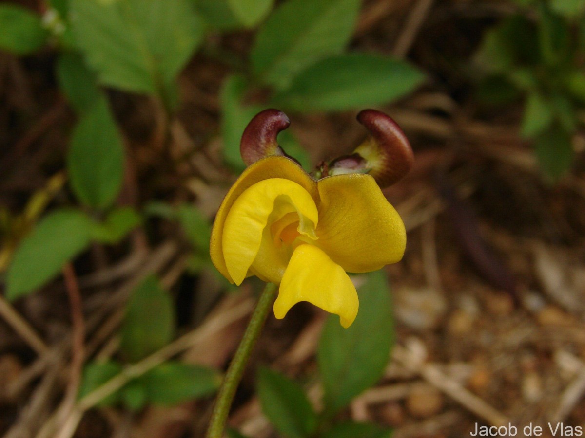 Vigna mungo (L.) Hepper